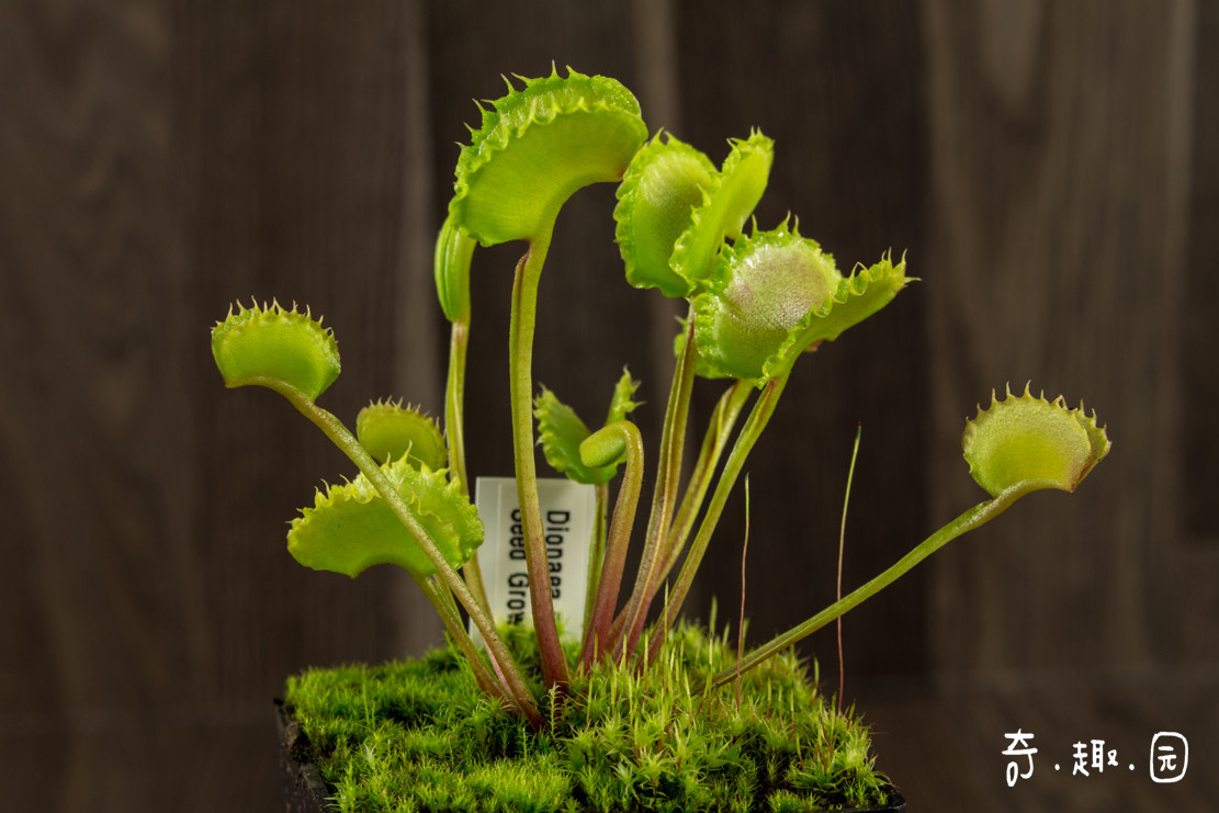 食虫植物-狼人捕蝇草【限量  奇异食人花】