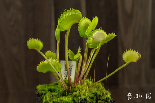 食虫植物-狼人捕蝇草【限量  奇异食人花】