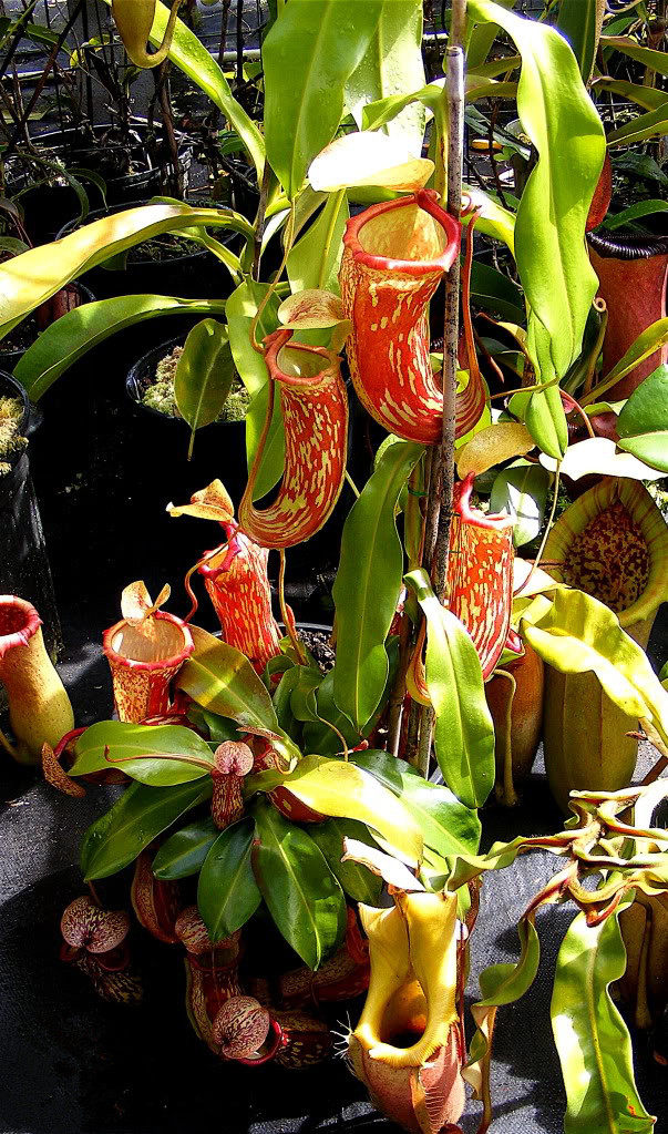 盖亚猪笼草特大扑蝇草捕蚊草驱蚊草食虫草食人花驱蚊草绿植盆栽