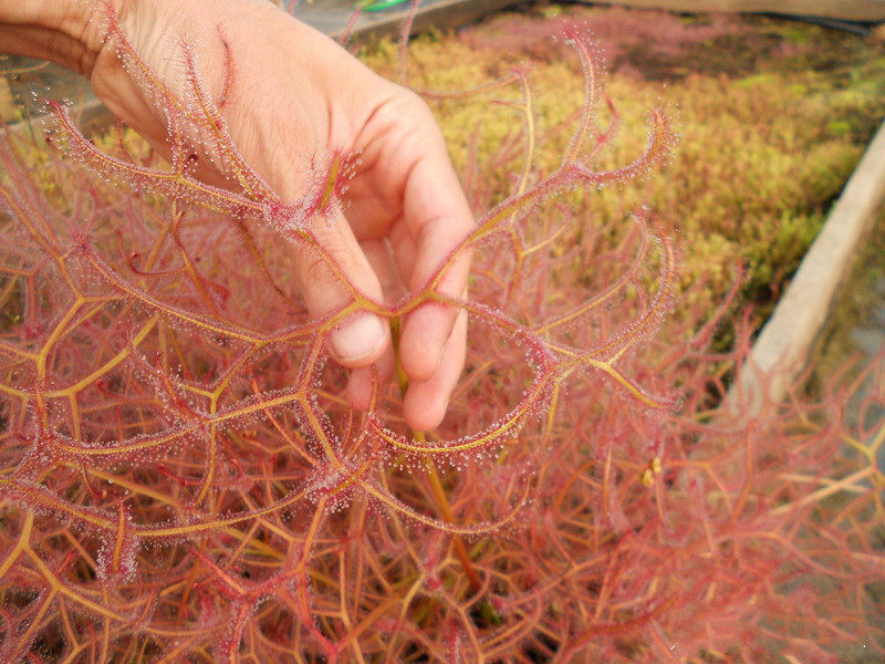 食虫植物-多叉(大型叉叶茅膏菜)食虫草 捕蚊草奇异植物吃小飞虫