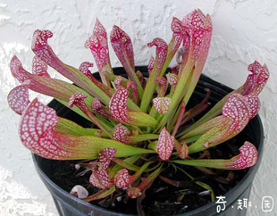 食虫植物-猩红瓶子草【食虫植物 奇趣绿植盆栽 小苗 】