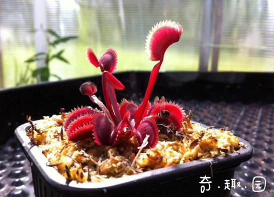 食虫植物红色食人鱼食人花食虫草超大捕蝇草捕蚊草盆栽扑蝇蚊种好