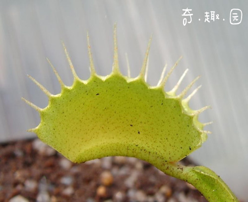 食虫植物-牙间隙捕蝇草【小苗 包邮】