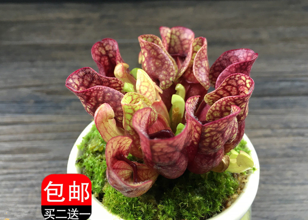 食虫植物-紫色瓶子草可爱矮胖型驱蚊草捕蝇草艳丽食人花食虫草,鲜花速递/花卉仿真/绿植园艺,食虫植物,淘宝优惠券,粉丝福利购,淘宝优惠卷