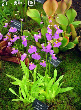 食虫植物-长叶狸藻【U.longifolia】猪笼草捕蝇草茅膏菜趣味绿植