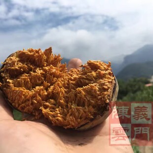 包邮 25g庐山野生薜荔果种子 木莲种籽 冰粉爱玉籽母果天然果冻籽