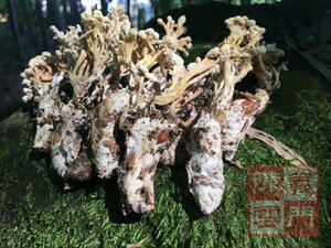野生金蝉花大虫草500g知了花