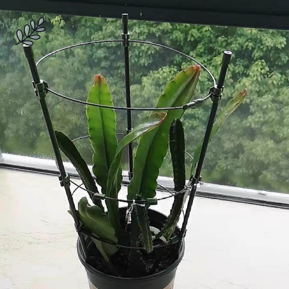 昙花专用支架多层可伸缩爬藤架子花月季花架室内花卉绿萝铁线莲