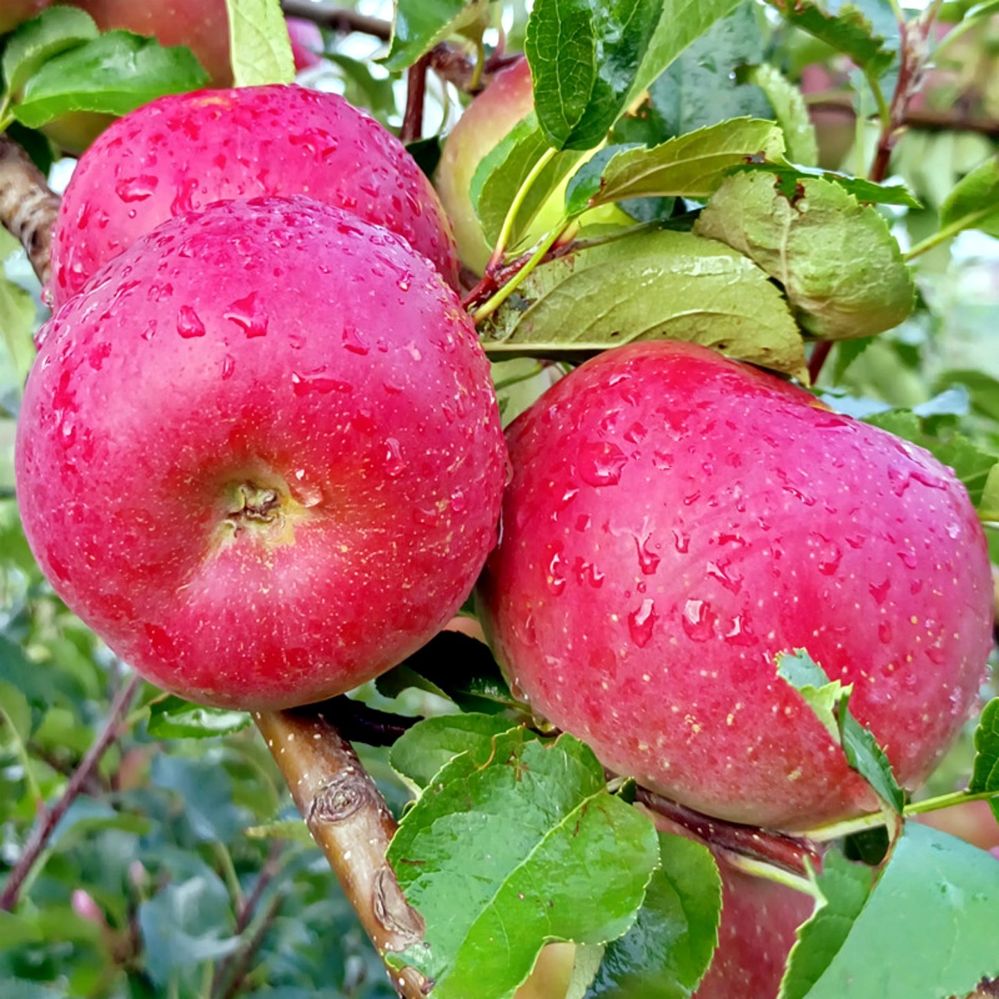 甜脆可口红苹果新鲜水果挑选品质好苹果汁多蜜甜嫩脆净重5斤9斤装,水产肉类/新鲜蔬果/熟食,苹果,淘宝优惠券,粉丝福利购,淘宝优惠卷