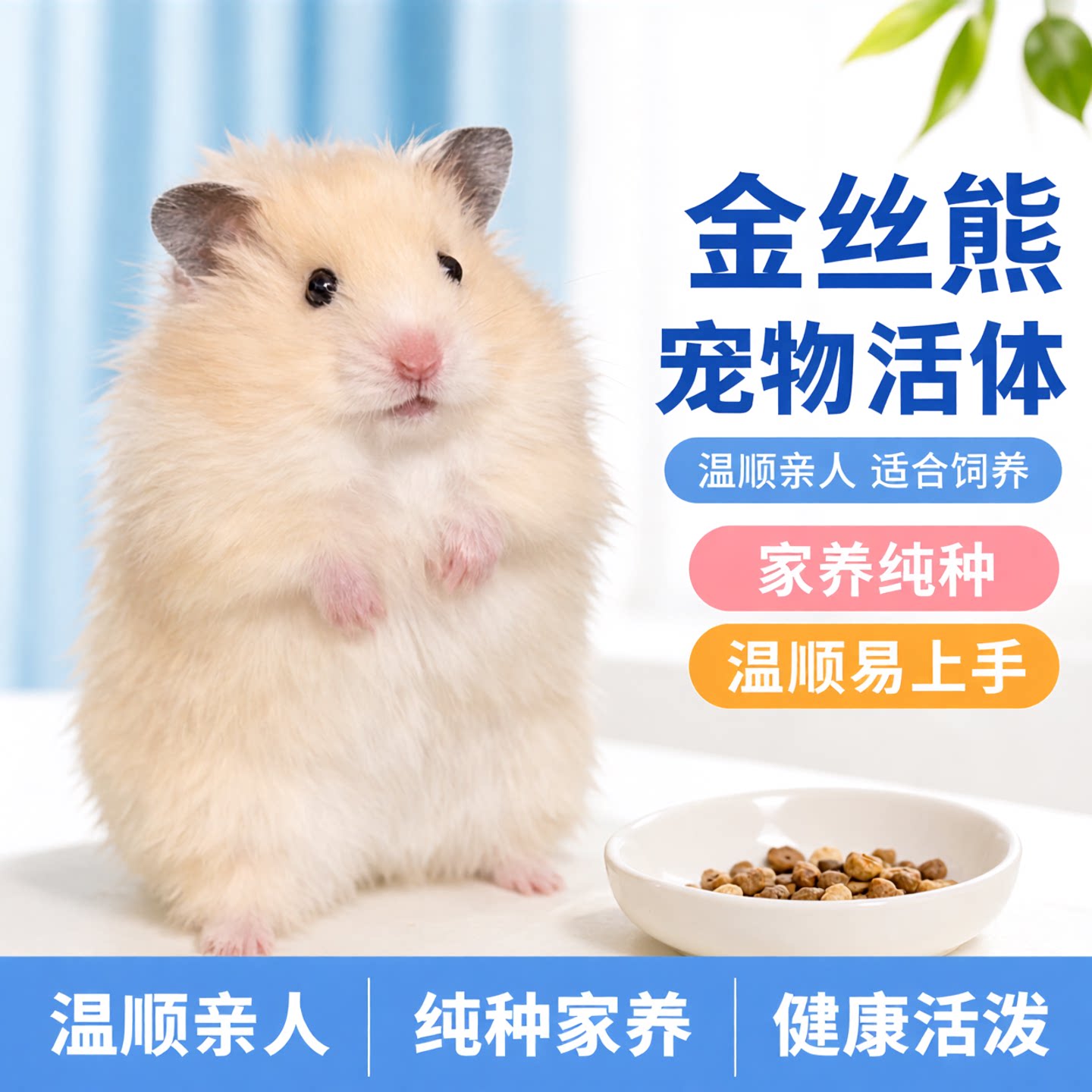 家养长毛金丝熊活体温顺亲人