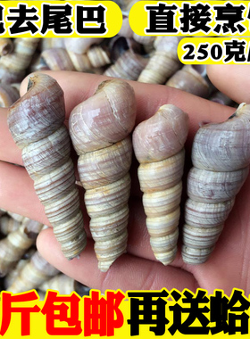 海鲜水产贝类钉螺鲜活海螺新鲜钉螺野生海螺丝连云港特产去尾钉螺