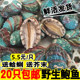 包邮 20只 贝类海鲜水产深海大鲍鱼 鲜活小鲍鱼新鲜鲍鱼活鲍鱼