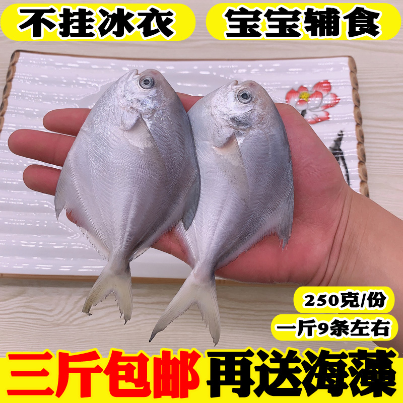 海鲜银鲳鱼新鲜冷冻鲳鱼小鲳鱼白鲳鱼海鲳鱼鲳鳊鱼平鱼海鱼 水产肉类/新鲜蔬果/熟食 鲳鱼 原图主图