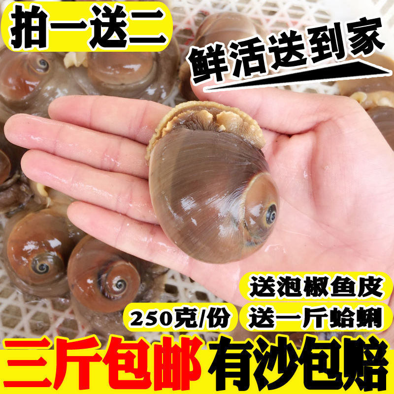 鮮活速凍沙螺新鮮大沙螺野生香螺貓眼螺肚臍螺扁玉螺海鮮水產(chǎn)貝類
