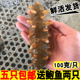 100g 包邮 只 5只 海参野生刺参鲜活新鲜大海参海鲜水产鲜活刺参