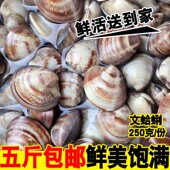海鲜水产鲜活文蛤野生贝类海蛤蜊新鲜黄蛤蜊大文蛤蜊海蛤蜊 包邮