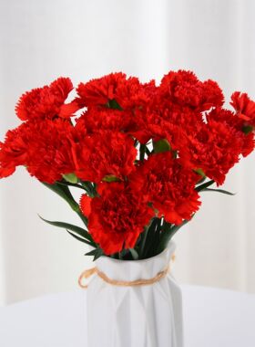 【红色康乃馨福利】单头康乃馨母亲节三八节女神鲜花