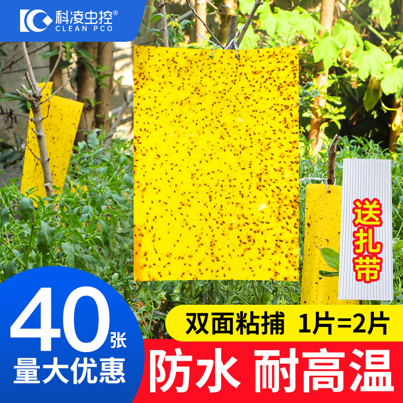 双面诱虫黄色家用小黑飞