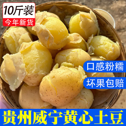 贵州特产威宁黄心土豆新鲜现挖农家自种马铃薯当季蔬菜米拉大洋芋