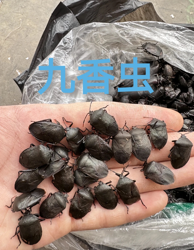 九香虫【活虫】野山货九香虫正品打屁虫屁巴虫臭壳子虫私信中药材