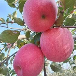 2025产地直发陕西咸阳旬邑马栏红富士苹果新鲜应季整箱10斤包邮