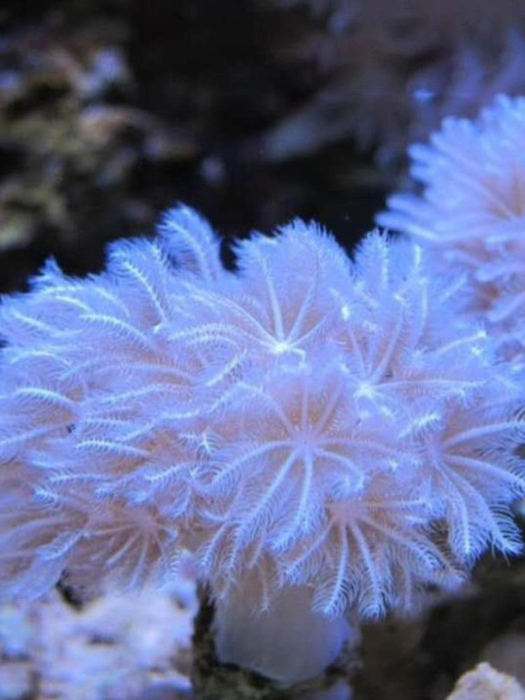 万鱼来朝闪千手珊瑚荧光绿圣诞树大手星花麦穗海水软体珊瑚小丑鱼
