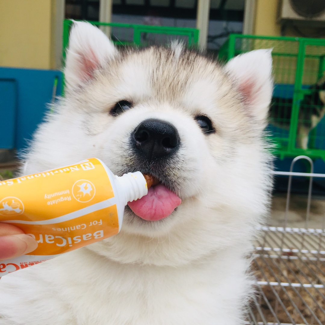 纯种烟灰色哈士奇幼犬活体二哈蓝眼三把火赛级梦幻色犬舍宠物狗