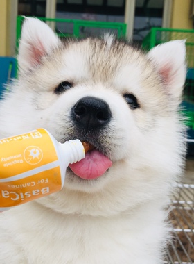 纯种烟灰色哈士奇幼犬活体二哈蓝眼三把火赛级梦幻色犬舍宠物狗