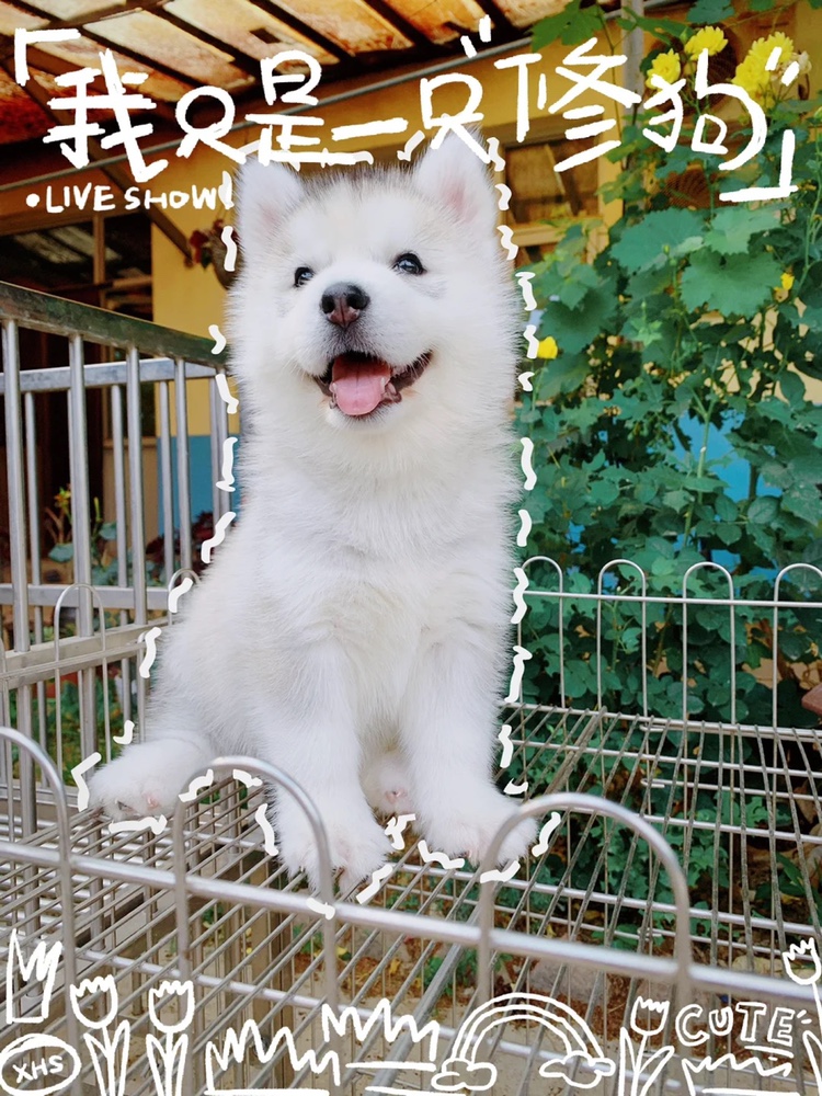 哈士奇幼犬狗狗二哈犬舍专业繁殖雪橇犬中型活体