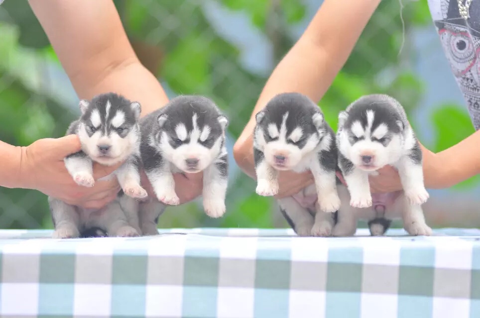 出售赛级双血统银灰色哈士奇纯种幼犬狗狗宠物活体西伯利亚雪橇犬