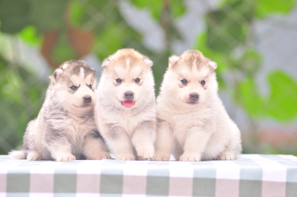 哈士奇幼犬纯种活体赛级血统二哈宠物狗西伯利亚雪橇犬三火犬舍
