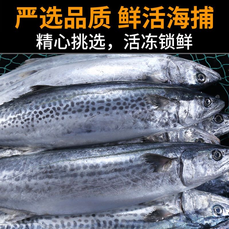 鲅鱼（燕尾鲅）蓝点马鲛鱼 青岛本地深海单条4.5-5斤整条发货