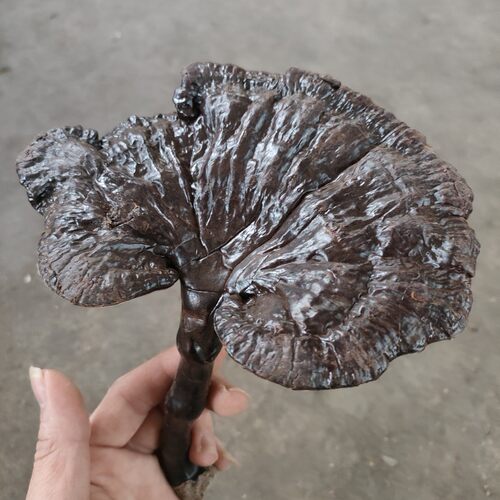 灵芝特级野生粤北灵芝韶关纯天然