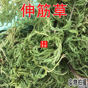 云南野生中药材伸筋草 舒筋草 包邮