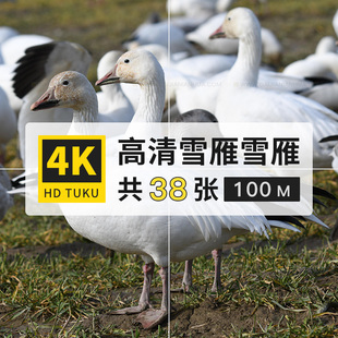 雪雁雪鹅白雁鸭科游禽鸟类动物大图4K高清电脑图片壁纸ps海报素材