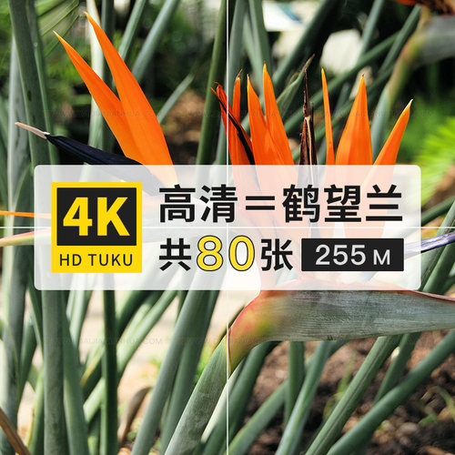 鹤望兰花朵花卉植物图片素材库4K高清壁纸ps设计背景绘画插画参考