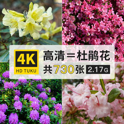 杜鹃花映山红花朵花卉4K高清壁纸ps设计背景美术绘画参考图片素材