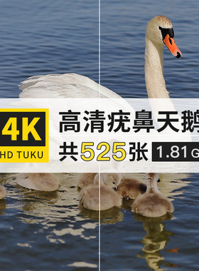 疣鼻天鹅白色鸟类动物大图4K高清电脑图片壁纸ps海报背景jpg素材
