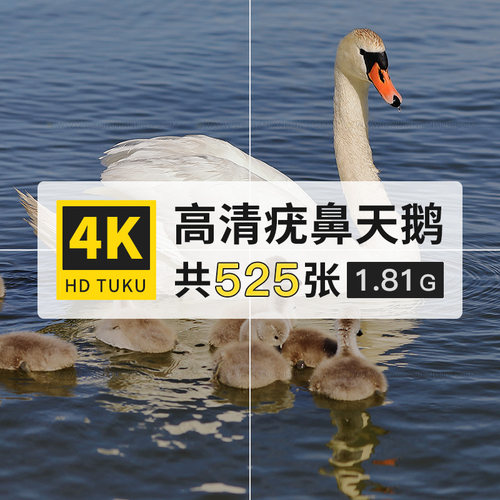疣鼻天鹅白色鸟类动物大图4K高清电脑图片壁纸ps海报背景jpg素材