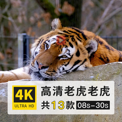 老虎大型猫科哺乳动物4K高清实拍延时短视频横屏剪辑后期制作素材