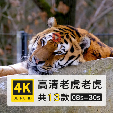 老虎大型猫科哺乳动物4K高清实拍延时短视频横屏剪辑后期制作素材