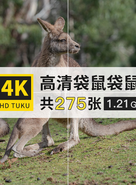 袋鼠短尾灰色哺乳动物大图4K高清电脑图片壁纸ps海报插画jpg素材