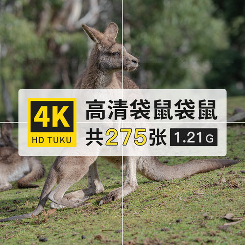 袋鼠短尾灰色哺乳动物大图4K高清电脑图片壁纸ps海报插画jpg素材
