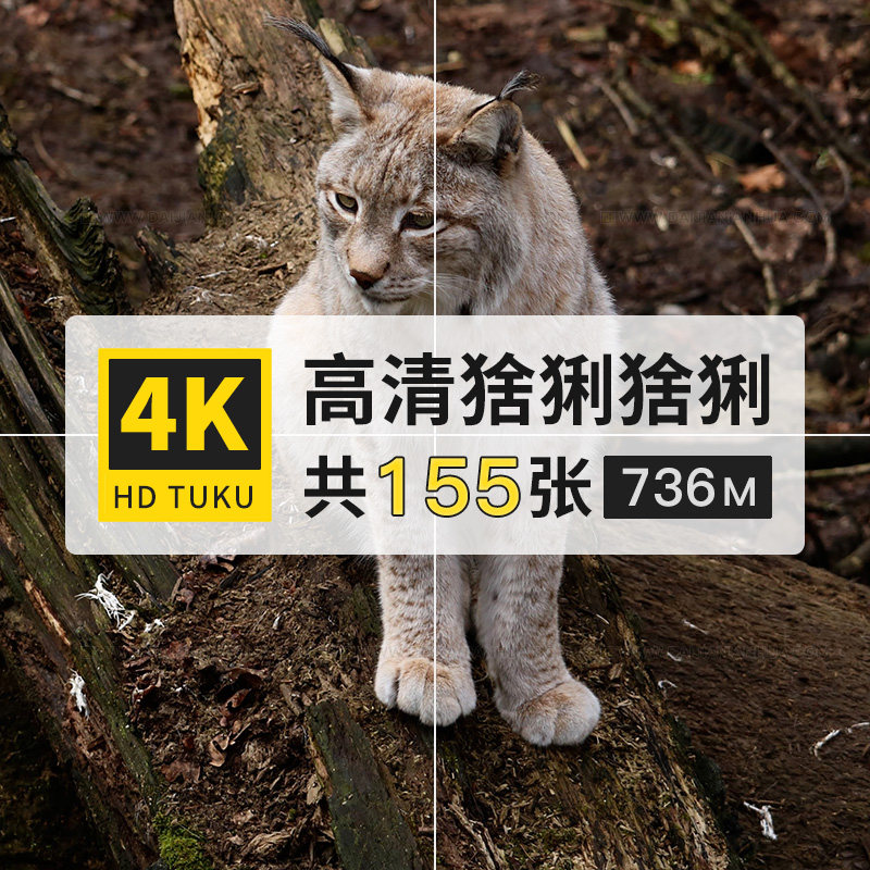 猞猁狲山猫野狸子动物大图4k高清电脑图片壁纸ps海报绘画jpg素材
