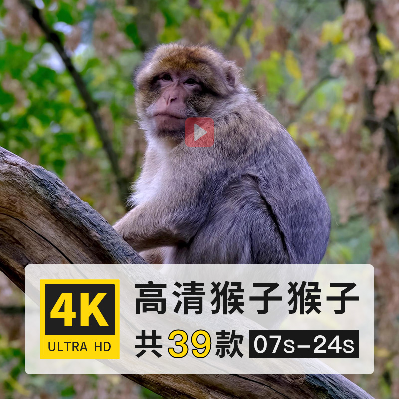 猴子灵长目哺乳动物高清4K航拍延时实拍剪辑制作短视频后期素材库