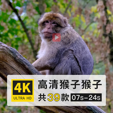 猴子灵长目哺乳动物高清4K航拍延时实拍剪辑制作短视频后期素材库