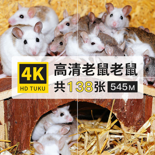 老鼠家鼠耗子哺乳动物大图4K高清电脑图片壁纸ps海报绘画插画素材