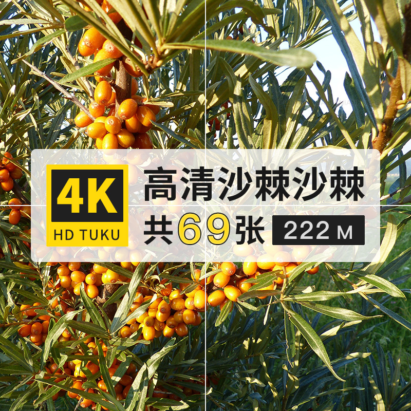 沙棘醋柳黄酸刺酸刺柳果实水果4K高清电脑图片壁纸ps海报大图素材