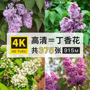 丁香花紫丁香木犀科花朵花卉图片素材库4K高清壁纸ps美术绘画参考