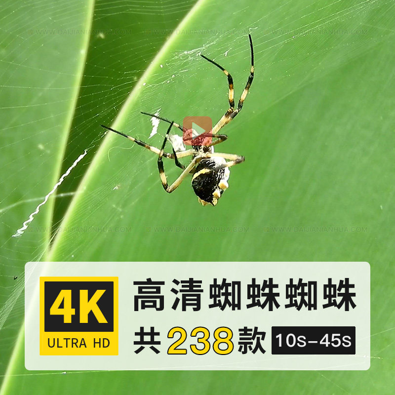 蜘蛛网虫扁蛛园蛛吐丝织网捕食昆虫动物4k高清实拍短视频剪辑素材